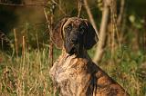 DOGUE ALLEMAND 913